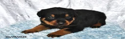 Rottweiler dogs for sale: Dusty - Ad 1