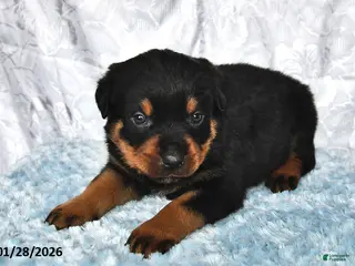 Rottweiler dogs Dusty - Ad 20