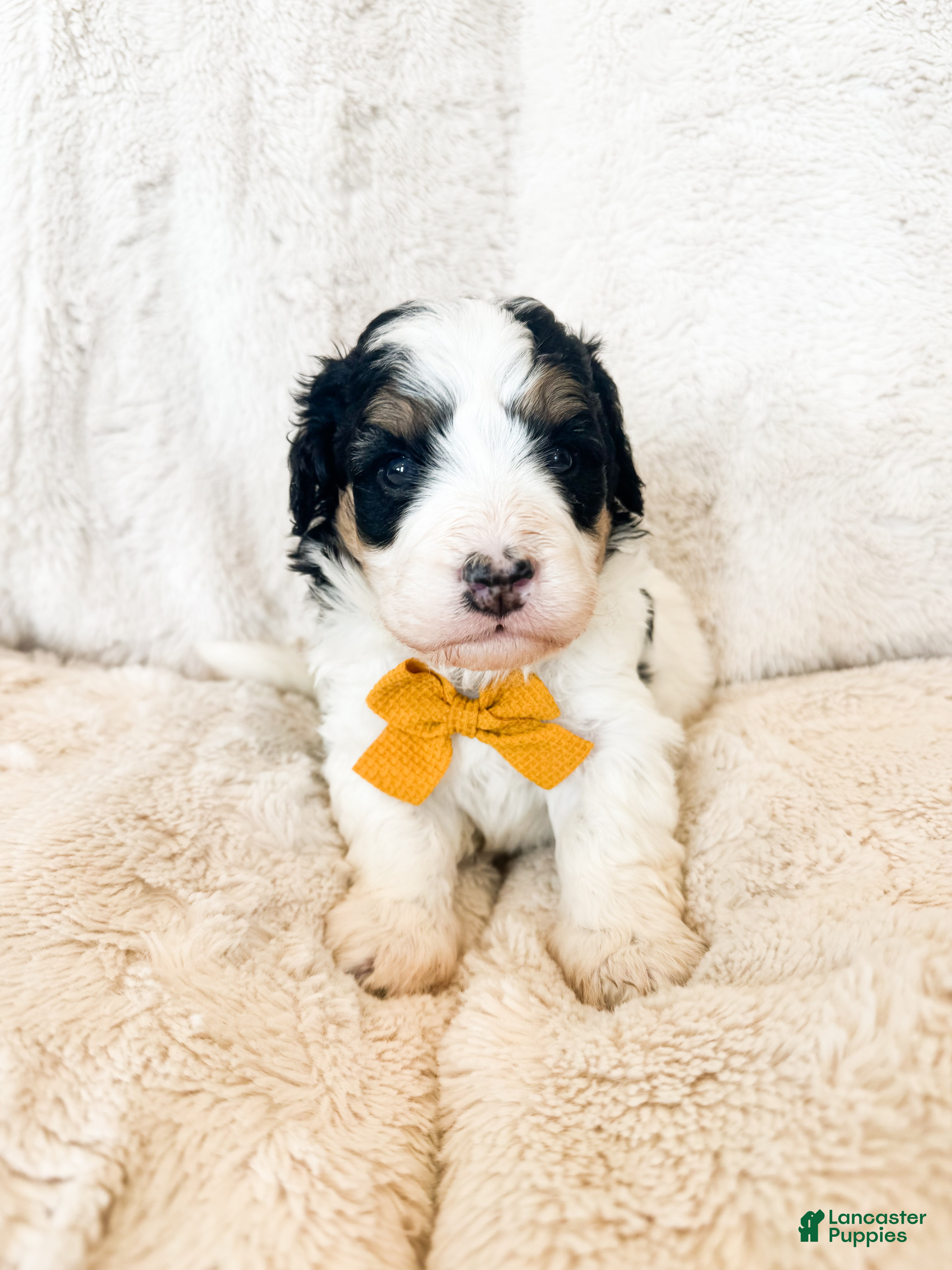 Bernedoodle dogs 'Spanky' Orange Collar Male Medium Bernedoodle - Ad 1