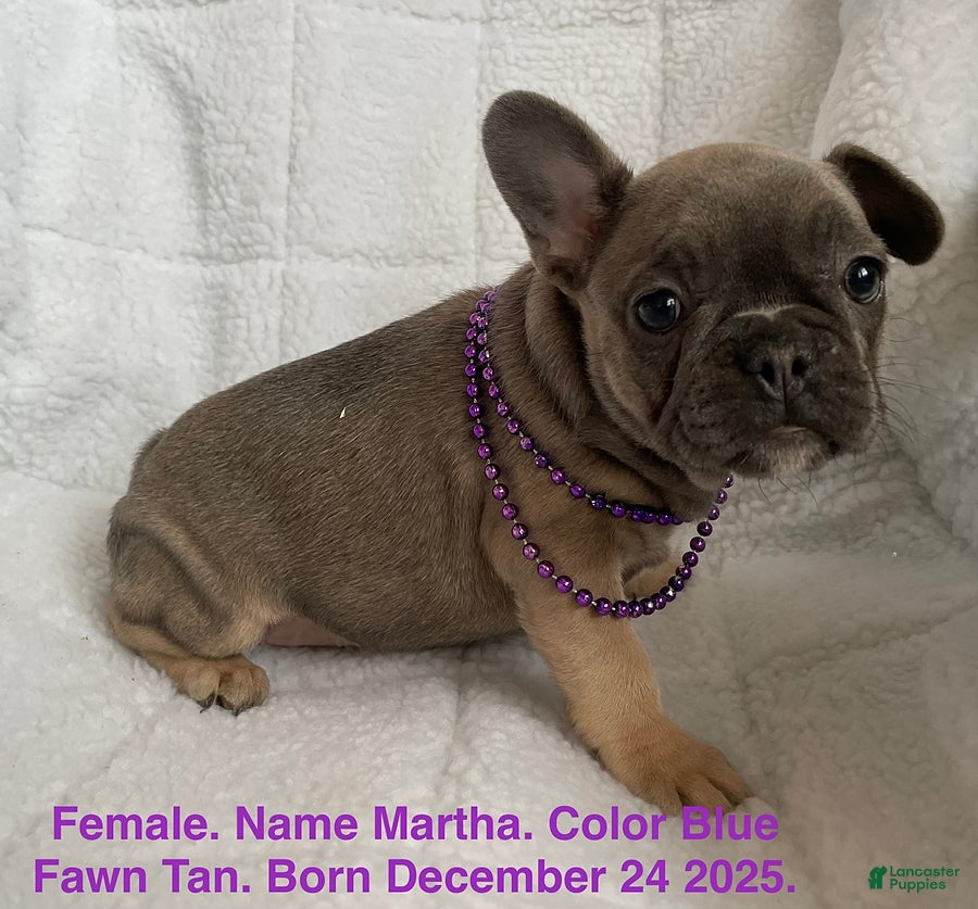 French Bulldog dogs Martha - Ad 1