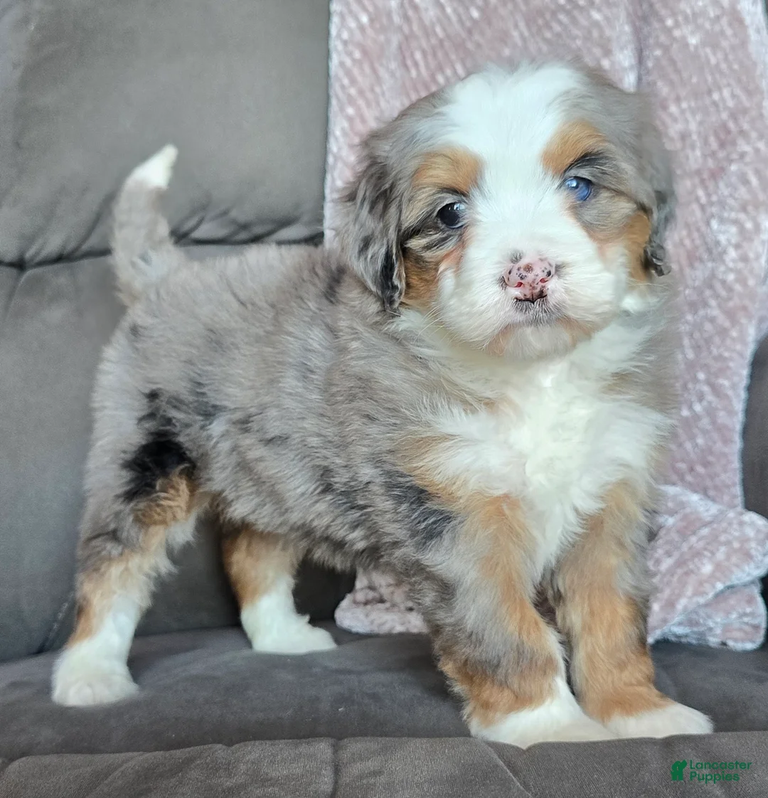 Mini Bernedoodle dogs for sale: Mini Oakley - Ad 12