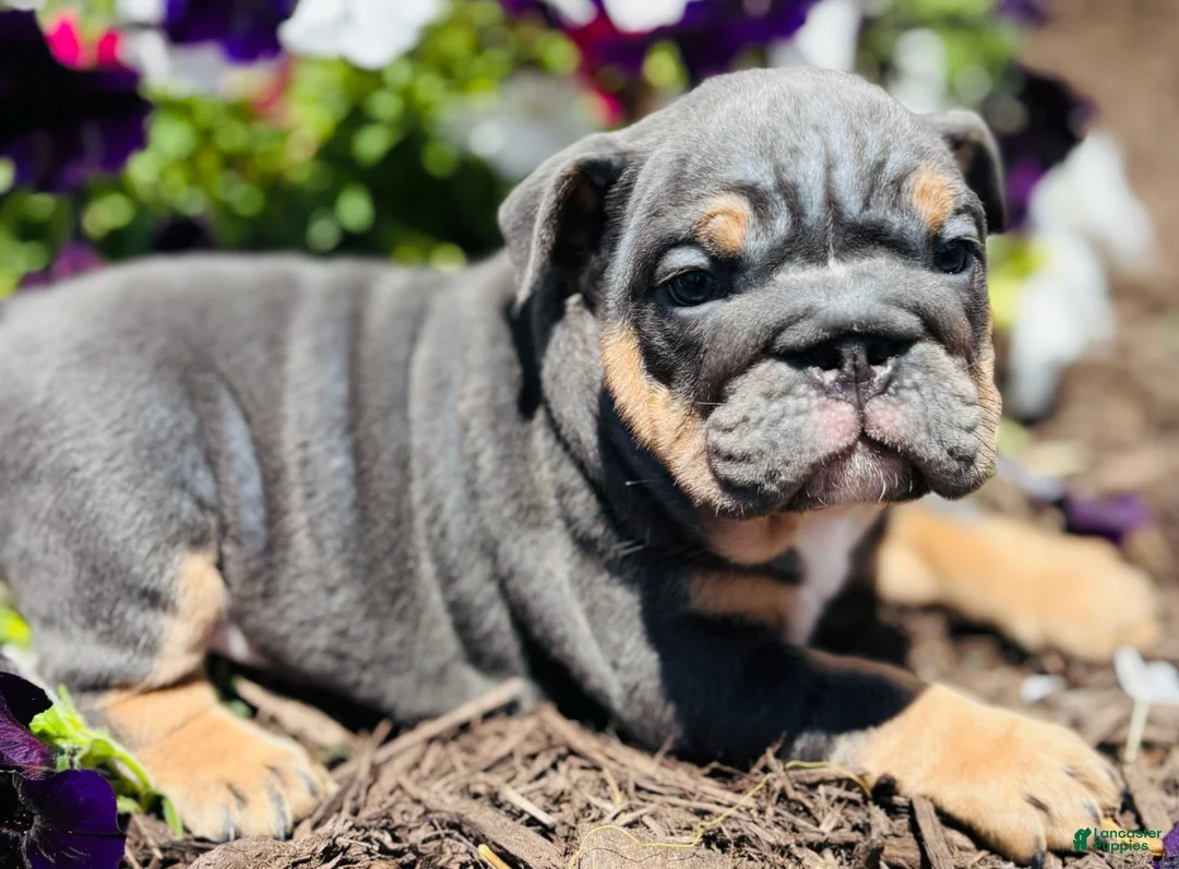 English Bulldog dogs for sale: Cecilia - Ad 1