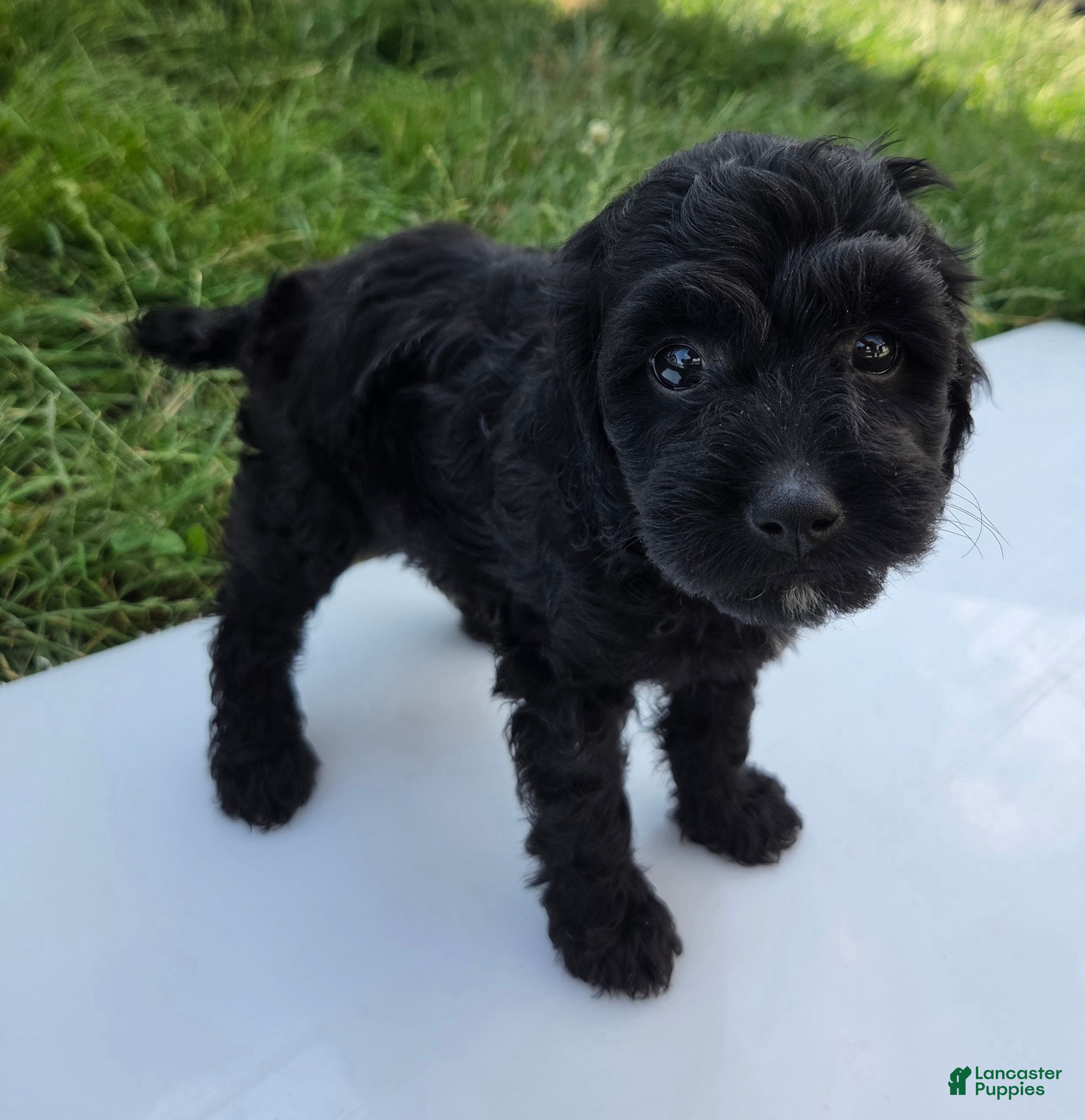 Cavapoo dogs Winnie - Ad 2