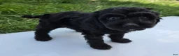 Cavapoo dogs for sale: Winnie - Ad 2