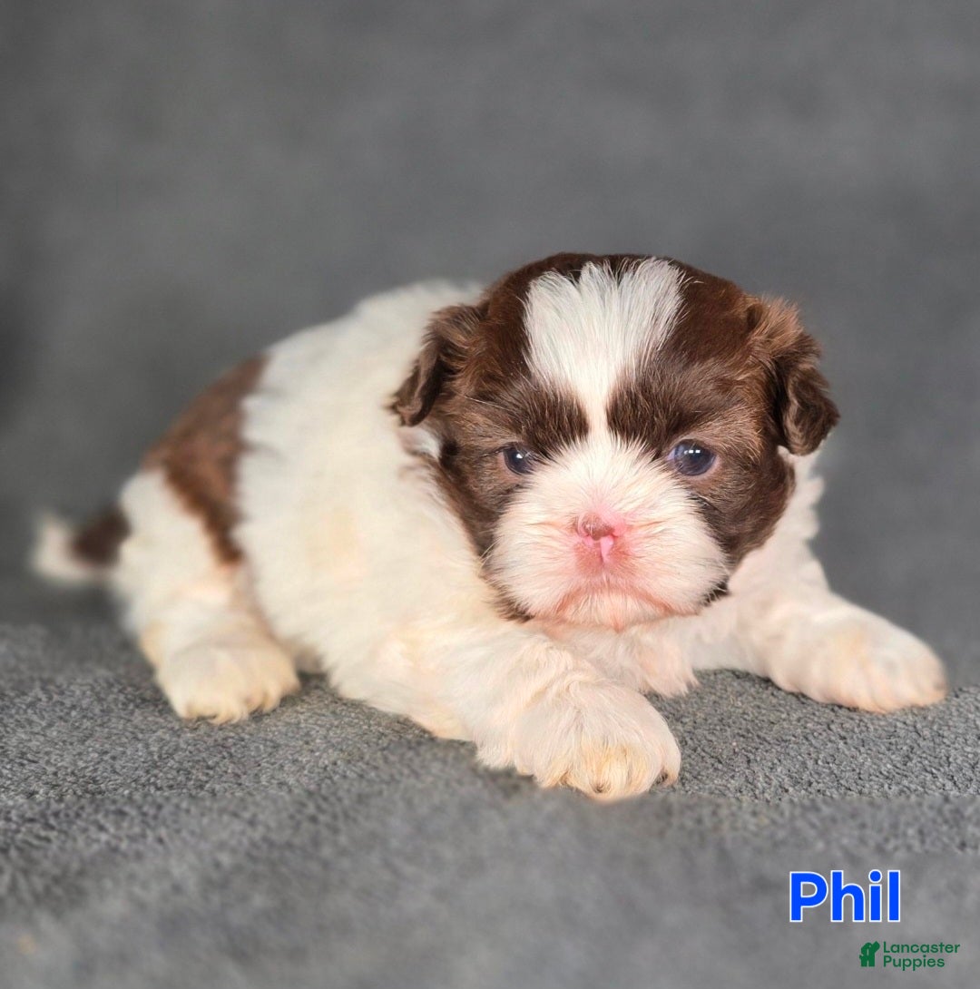Shih Tzu dogs Phil - Ad 25