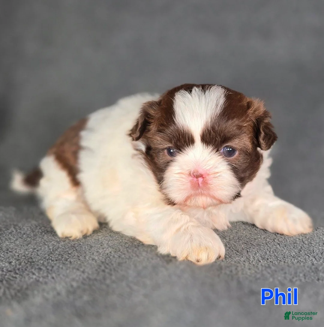 Shih Tzu dogs for sale: Phil - Ad 1