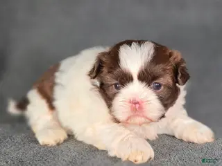 Shih Tzu dogs Phil - Ad 25