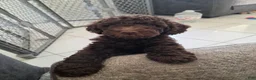 Miniature Poodle dogs for sale: Eclaire aka Claire Bear - Ad 11