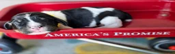 English Springer Spaniel dogs for sale: Rubble - Ad 8