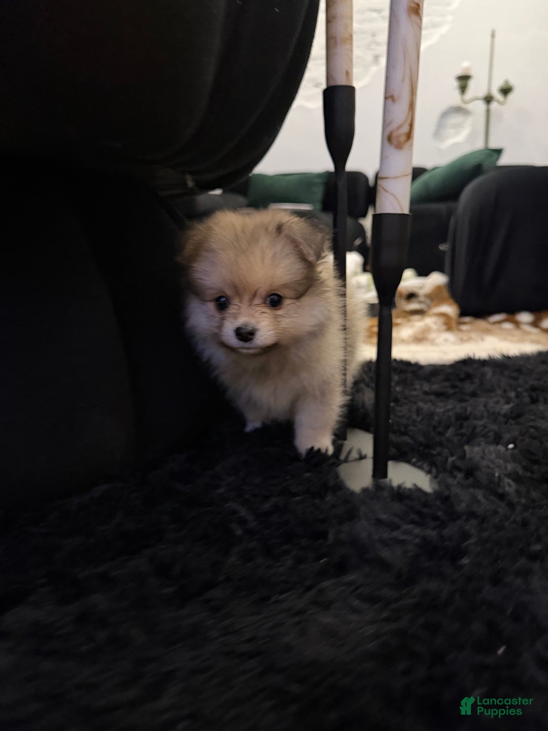 Pomeranian dogs for sale: Dolly - Ad 5