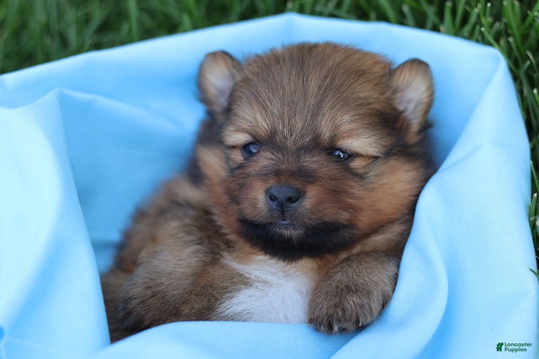 Gallery Image {{count}}