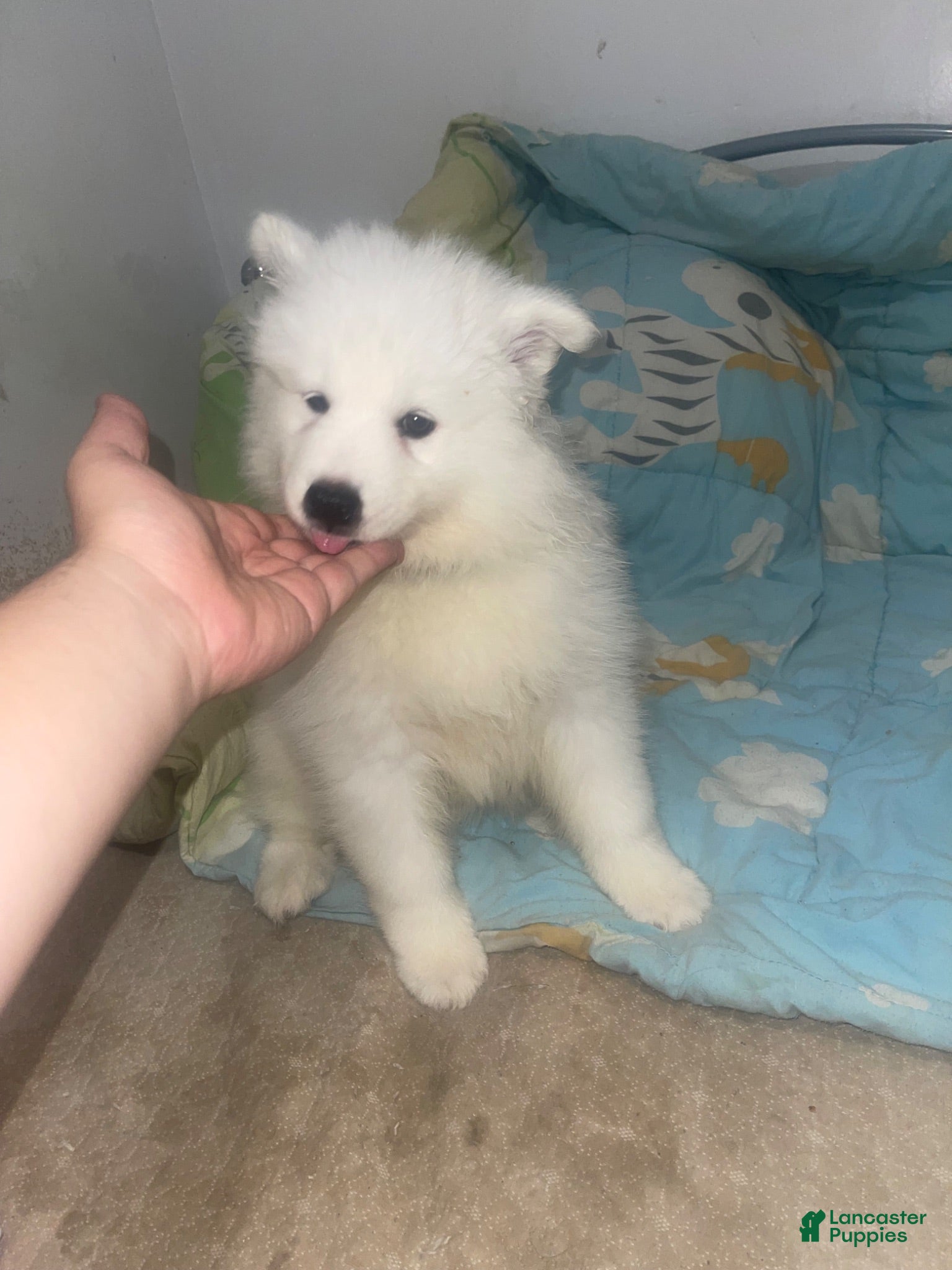 Samoyed dogs Samoyed 1 Green - Ad 12