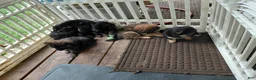 Mixed Breed dogs for sale: Paul Revere - Ad 4