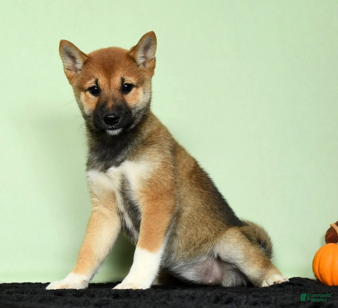 Shiba Inu dogs for sale: Whimsey - Ad 8