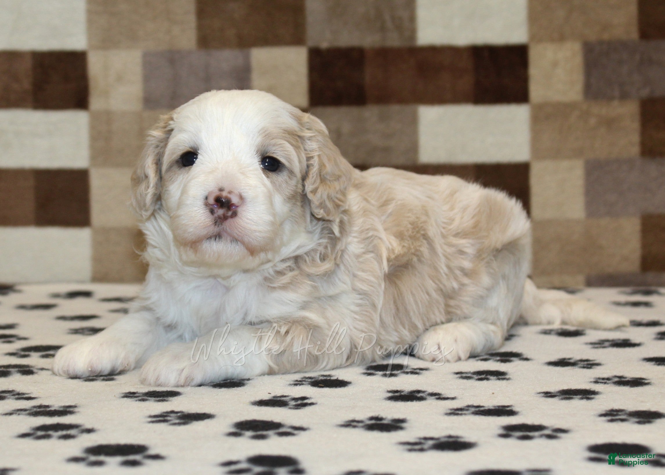 Mini Bernedoodle dogs Buddy - Ad 2