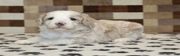 Mini Bernedoodle dogs for sale: Buddy - Ad 2