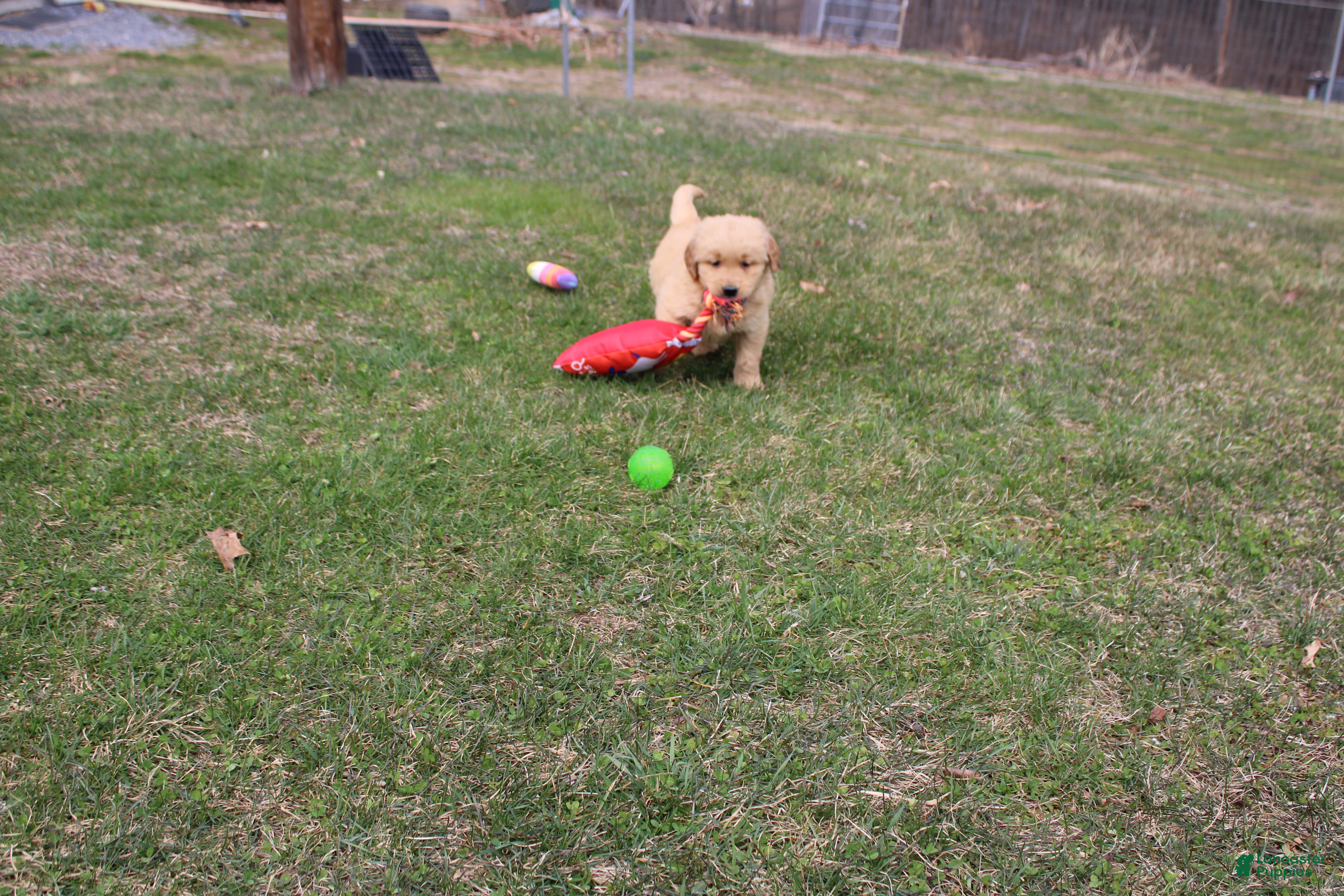 Golden Retriever dogs Cup - Ad 6