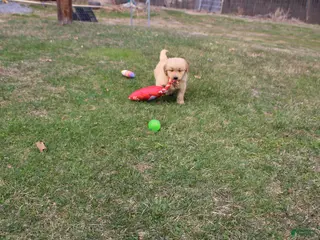 Golden Retriever dogs Cup - Ad 6