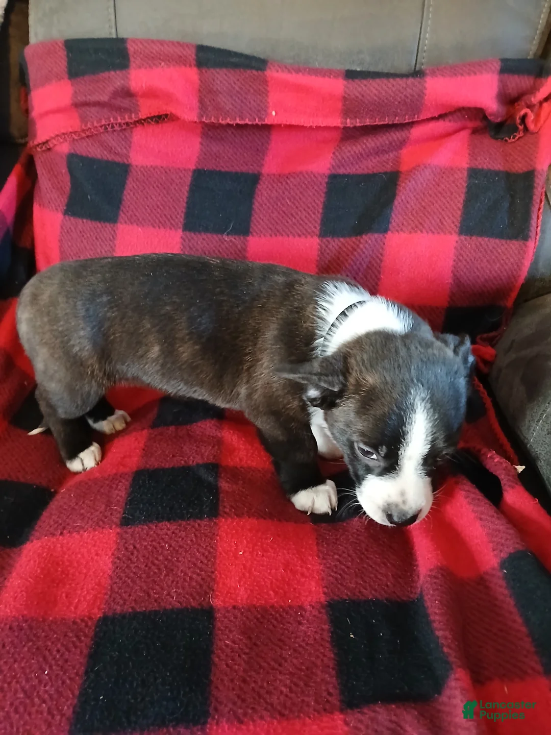 Boston Terrier dogs for sale: Boston Terrier Puppy 1 - Ad 3