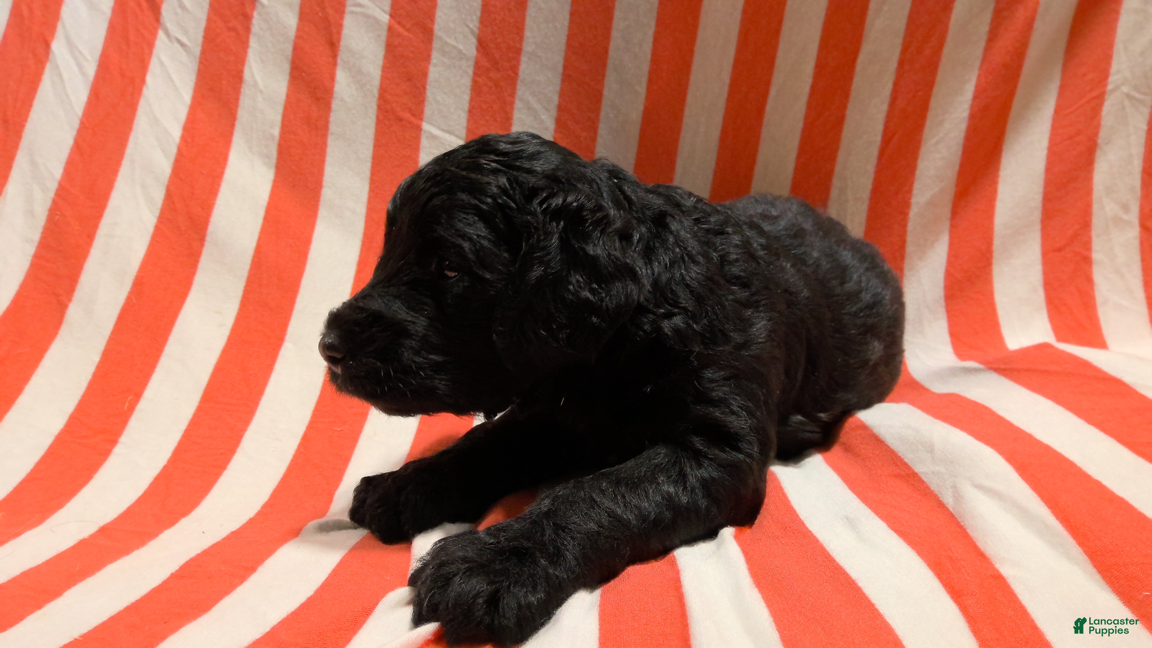 Mini Goldendoodle dogs Kenzie - Ad 1
