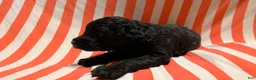 Mini Goldendoodle dogs for sale: Kenzie - Ad 6