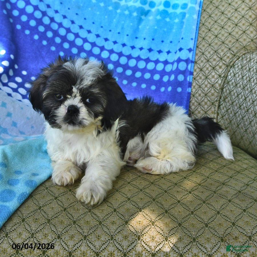 Shih Tzu dogs Jeremiah - Ad 2