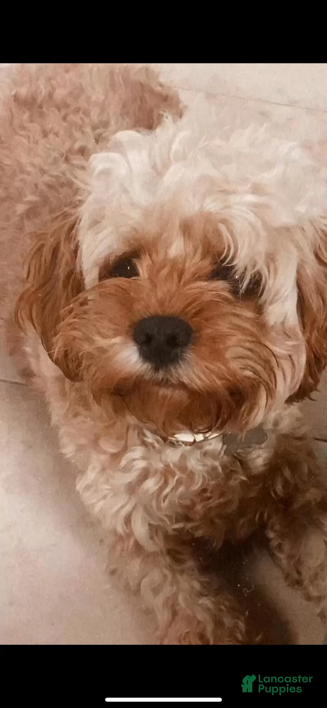 Mixed Breed dogs for sale: Nala - Ad 2