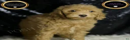 Mini Goldendoodle dogs for sale: Marvel - Ad 2