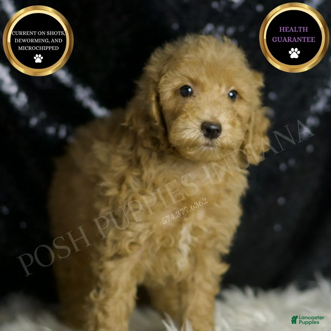 Mini Goldendoodle dogs for sale: Marvel - Ad 2