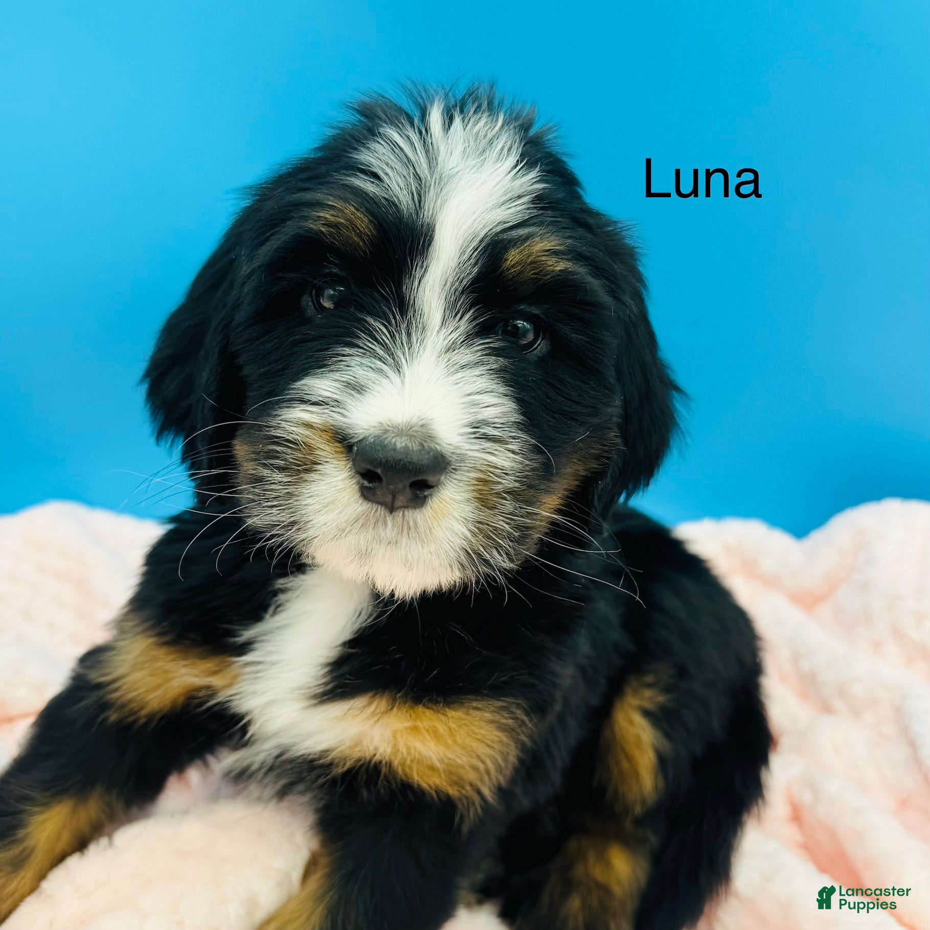 Bernedoodle dogs Bernedoodle Puppy 13 - Ad 2