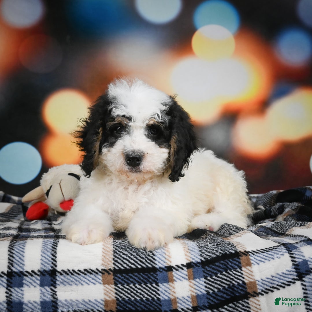 Mini Bernedoodle dogs for sale: Misty - Ad 9