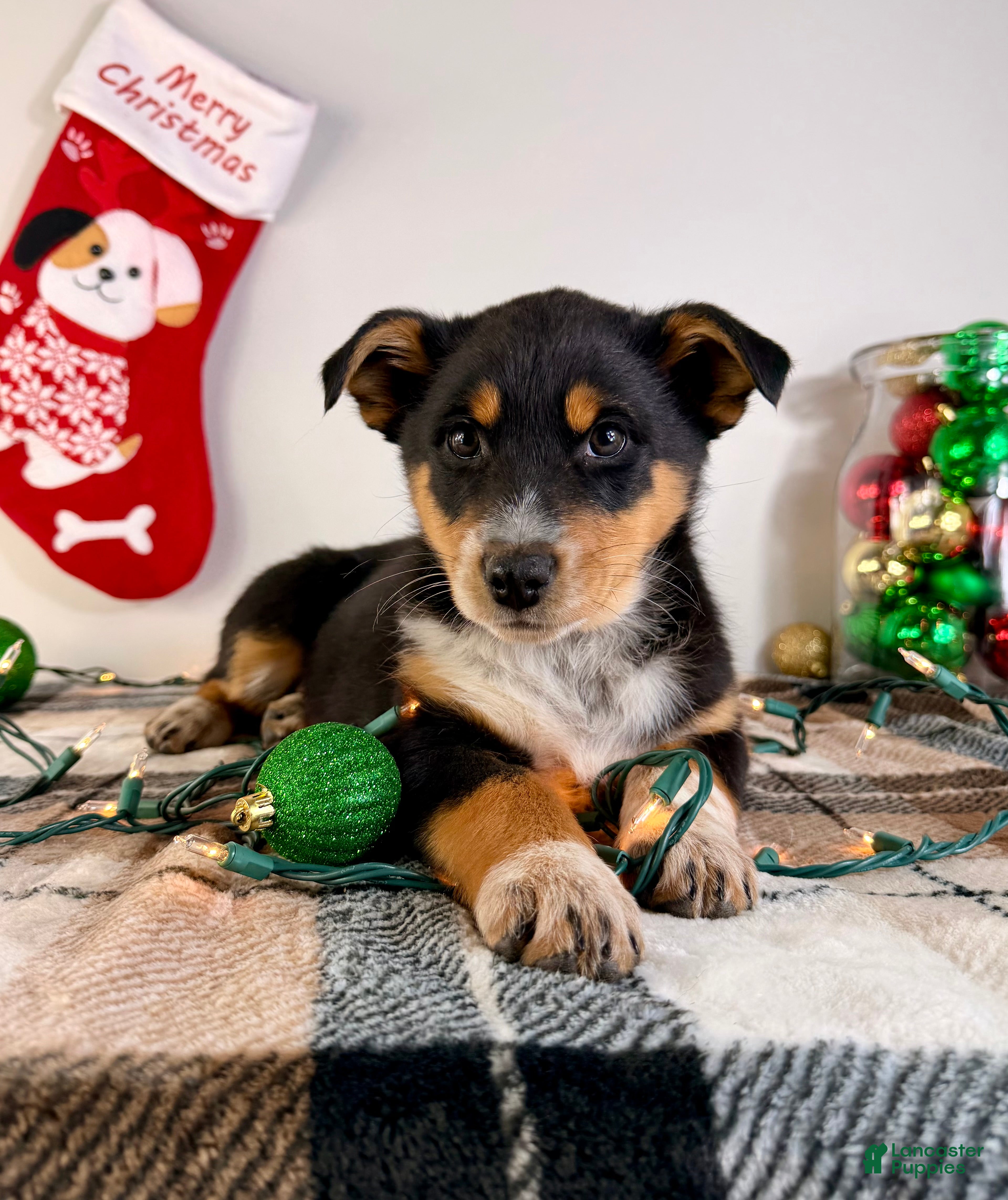 Australian Shepherd dogs Alexa - Ad 27
