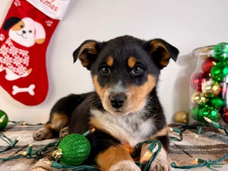 Australian Shepherd dogs Alexa - Ad 27