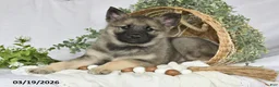 Norwegian Elkhound dogs for sale: Trooper - Ad 3