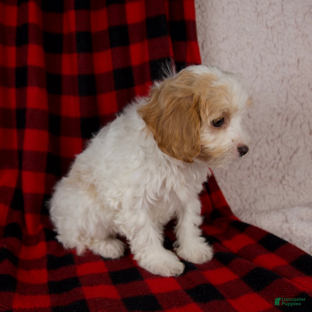 Cavapoo dogs for sale: Penny - Ad 5