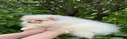 Pomeranian dogs for sale: Pomeranian Puppy Fluffy - Ad 3
