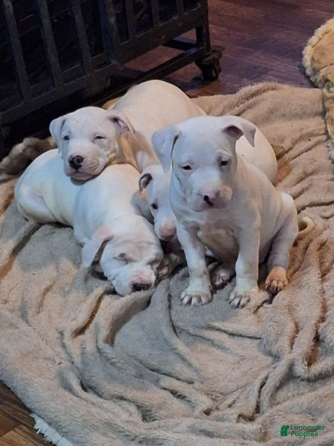 American Pit Bull Terrier dogs for sale: American Pit Bull Terrier 6 - Ad 1