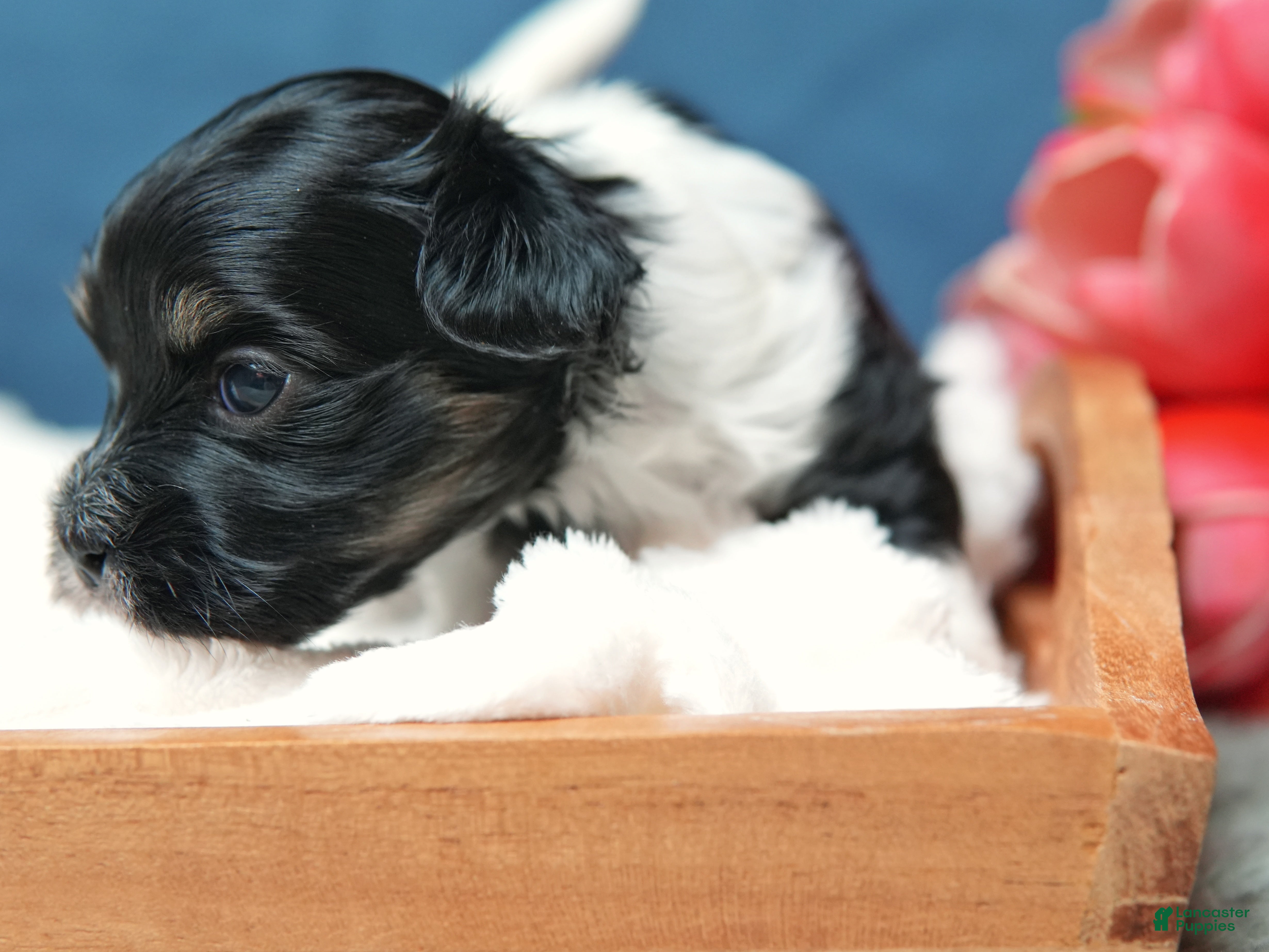 Coton De Tulear dogs Magnolia - Ad 2