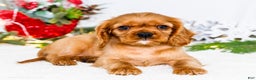 Cavalier King Charles Spaniel dogs for sale: Belle - Ad 13