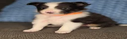 Shetland Sheepdog dogs for sale: Tallahassee AKC - Ad 4