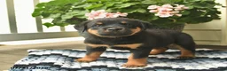 Rottweiler dogs for sale: Mango  - Ad 1