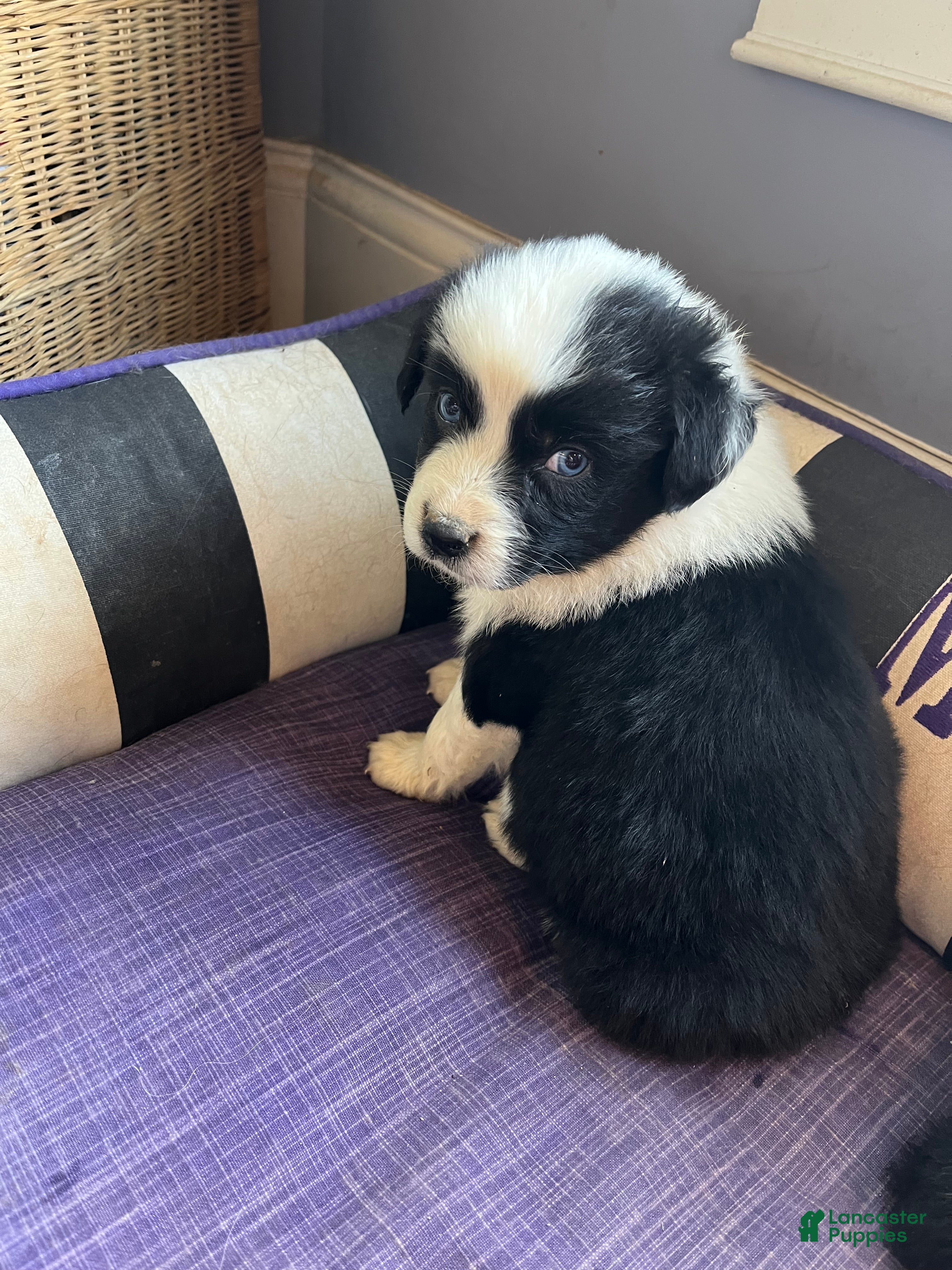 Australian Shepherd dogs Female Aussie Pup 1 - Ad 2