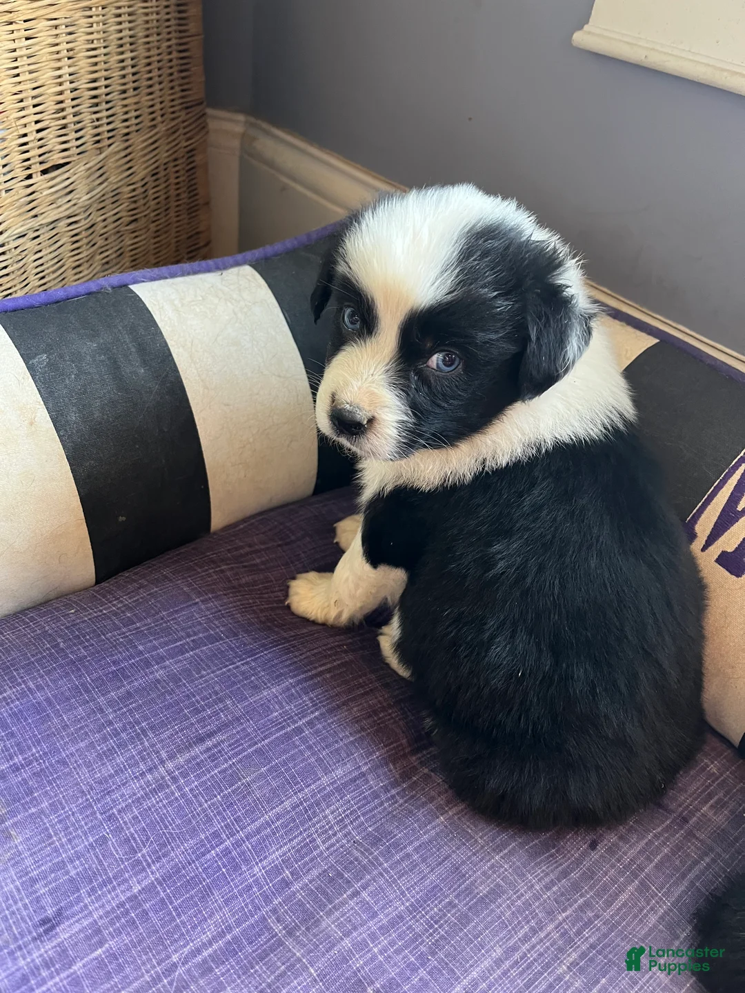 Australian Shepherd dogs for sale: Female Aussie Pup 1 - Ad 2