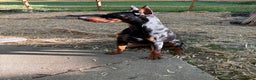 Doberman Pinscher dogs for stud: Doberman stud - Ad 2