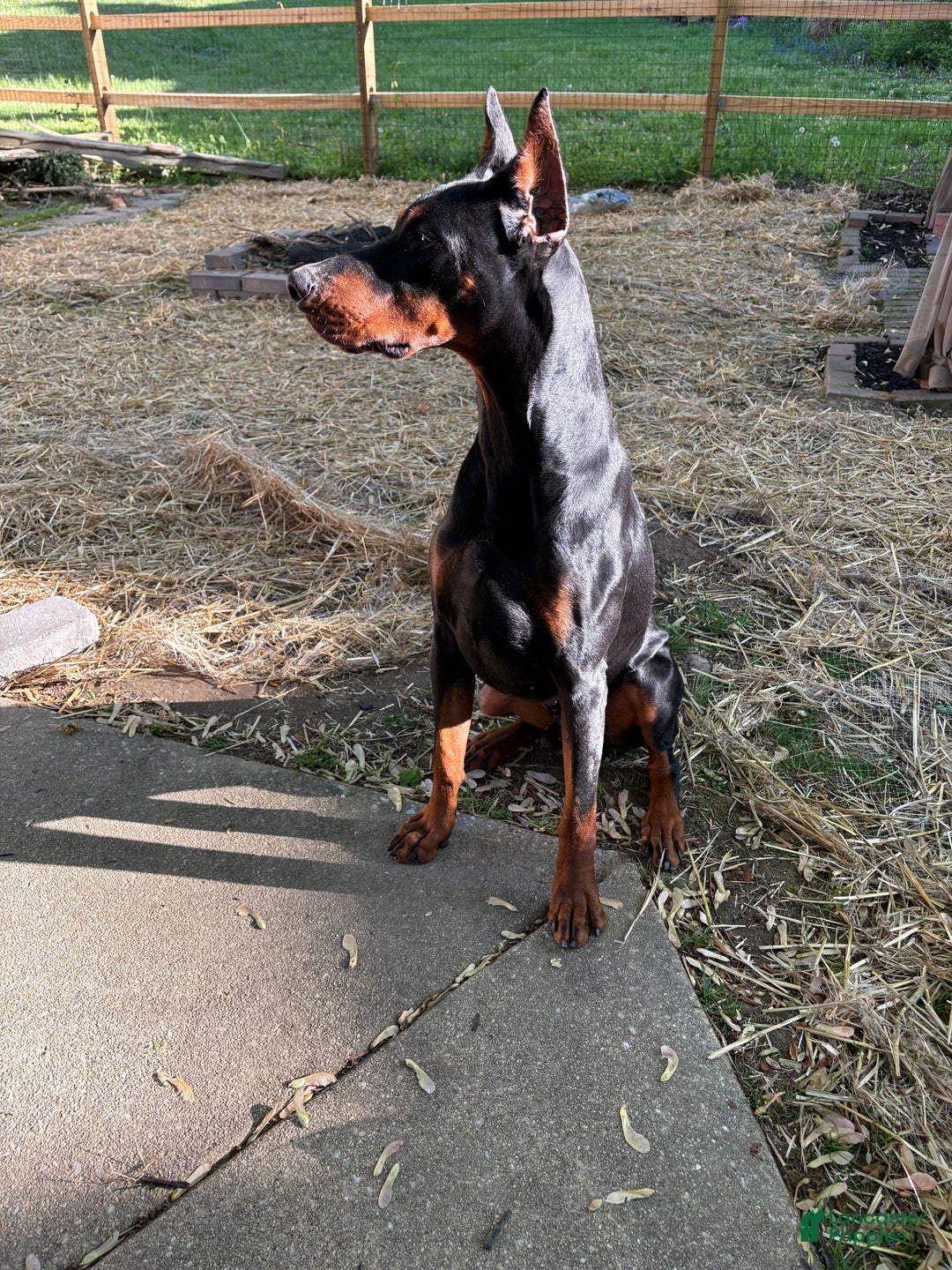 Doberman Pinscher dogs for stud: Doberman stud - Ad 2