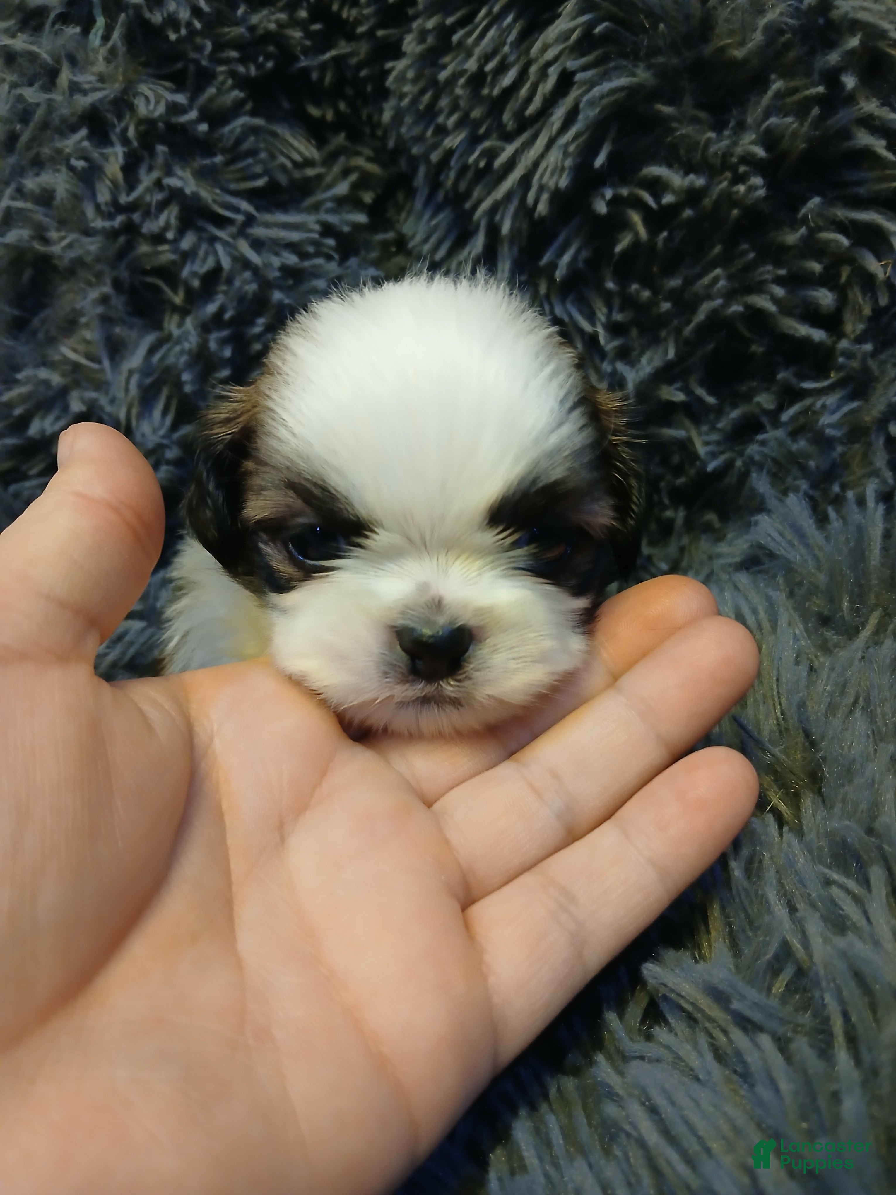 Shih Tzu dogs Dusty - Ad 2