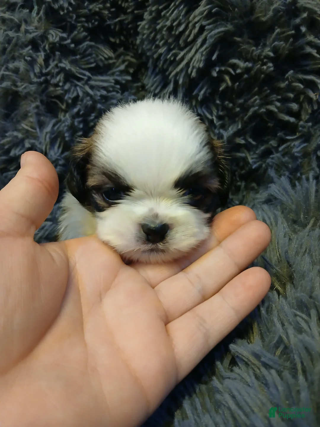 Shih Tzu dogs for sale: Dusty - Ad 2
