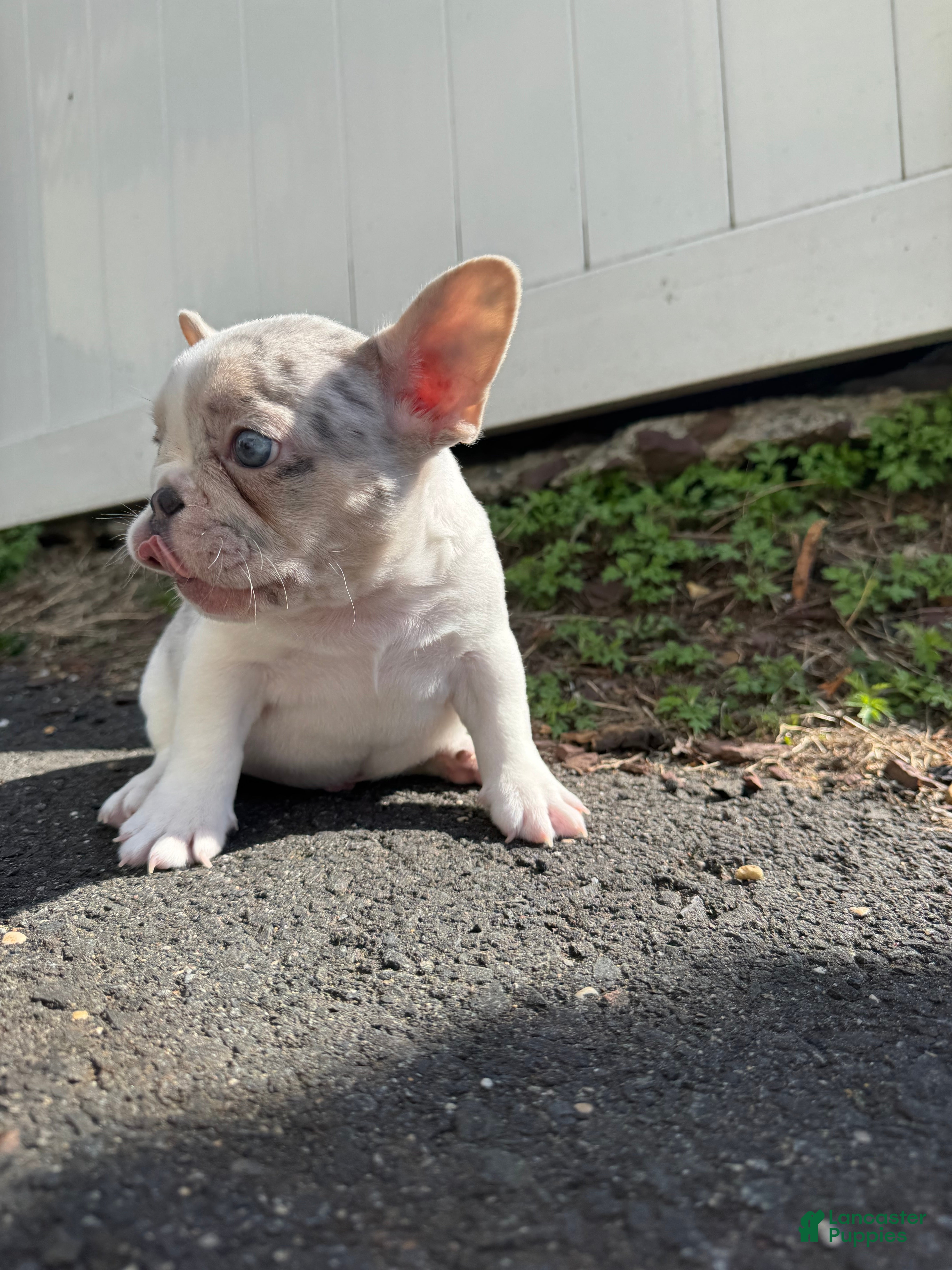 French Bulldog dogs Angel - Ad 2