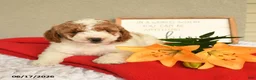 Mini Goldendoodle dogs for sale: Sky - Ad 2