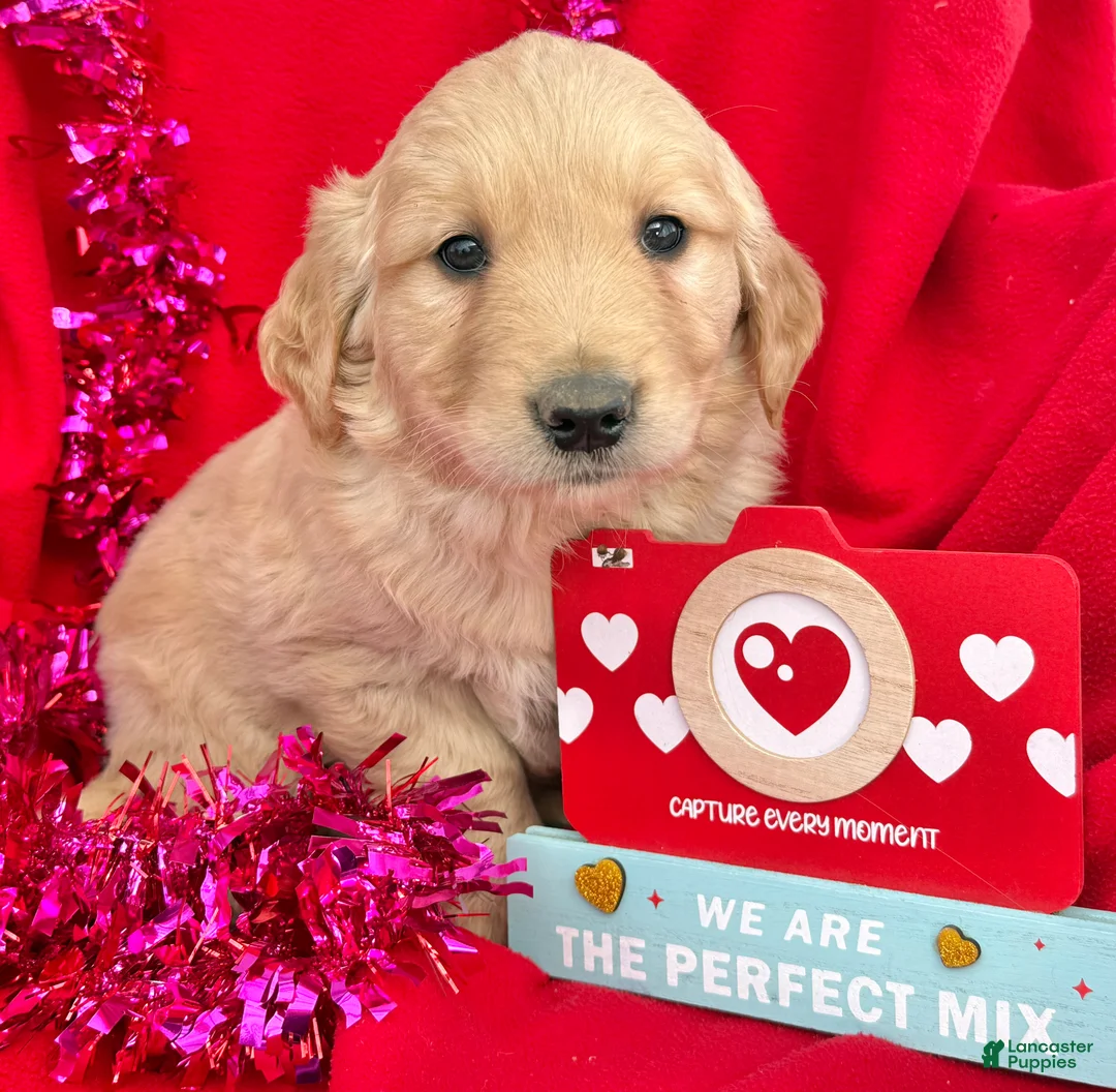 Golden Retriever dogs for sale: Tucker - Ad 1